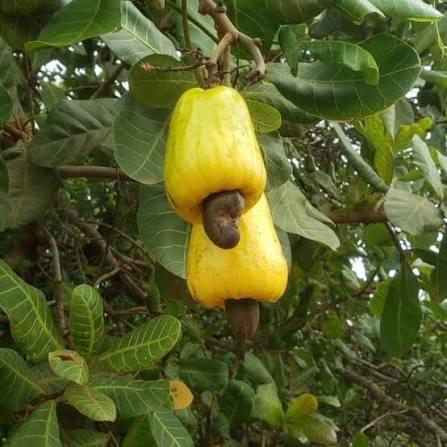 Kaju Badam Plant Featured Image