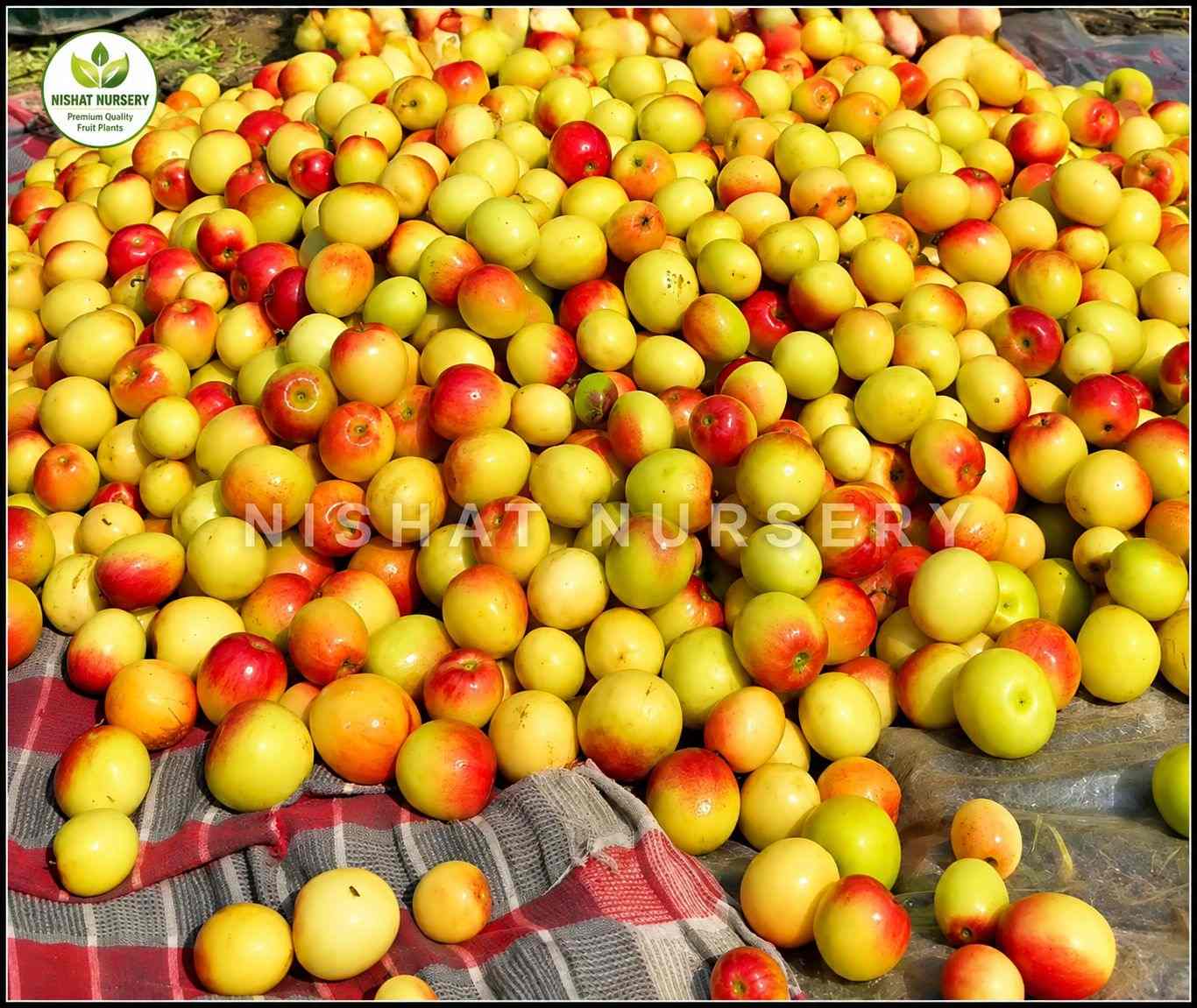 Miss India Apple Ber Plant