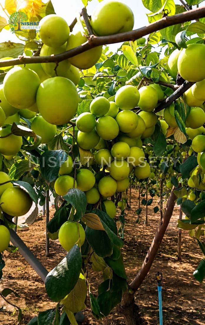 Thai Green Apple Ber Plant