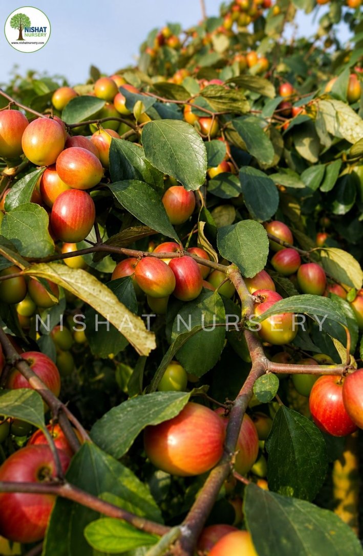Red Kashmiri Apple Ber Plant