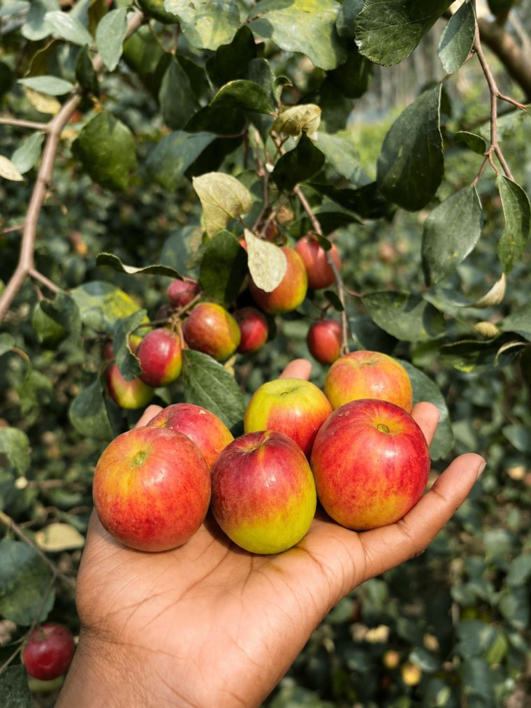 Ball Sundari Apple Ber Plant
