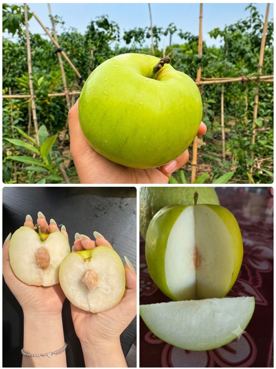 Alien 16 Apple Ber Plant