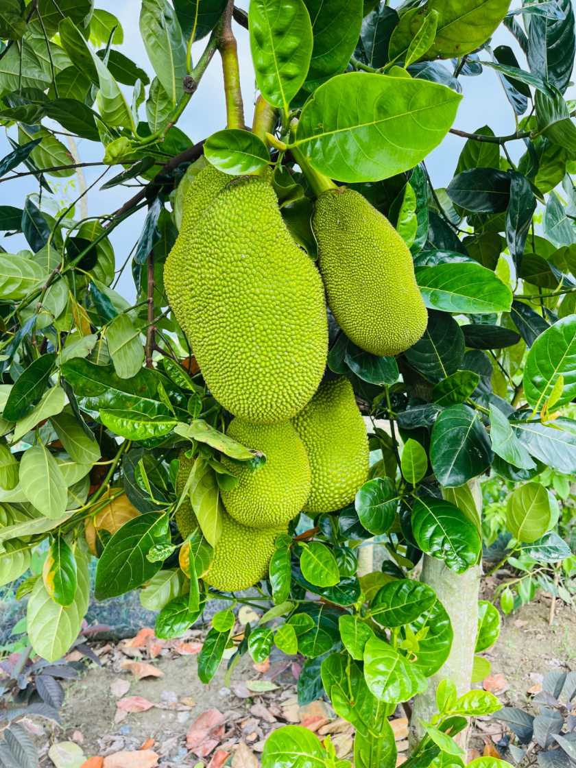 Vietnam Super Early Jackfruit Plant