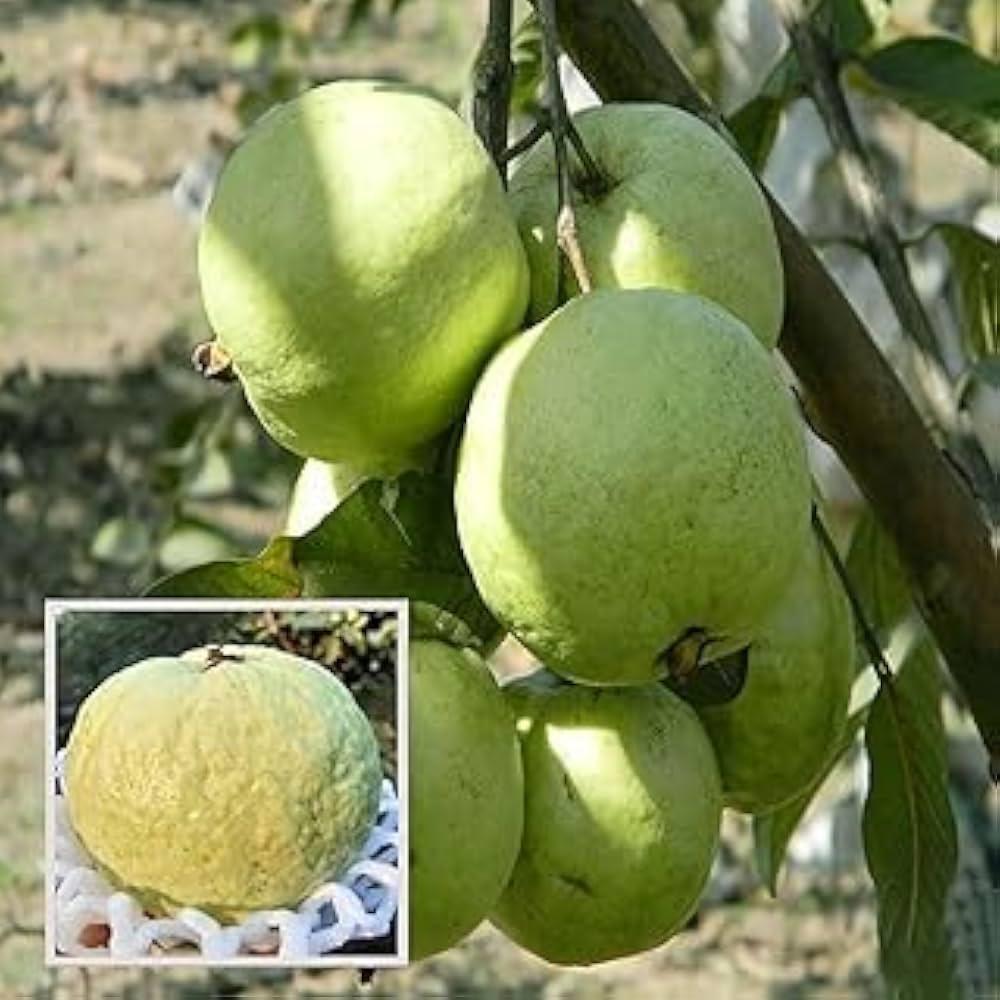 Thai 7 Guava Plant