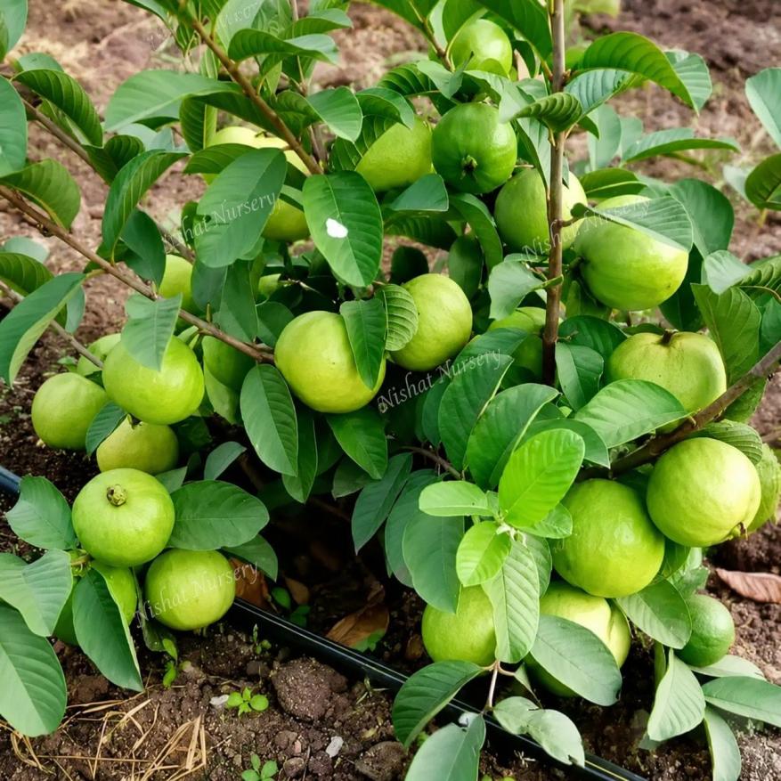 Taiwan Pink Guava Plant