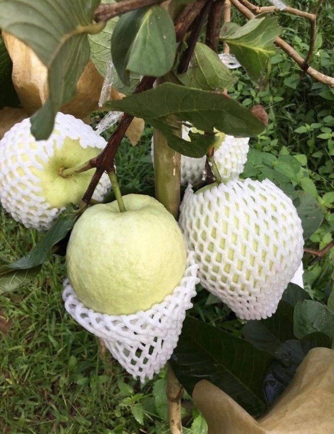 VNR Bihi Guava Plant