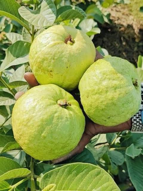 Thai Golden 8 Guava Plant