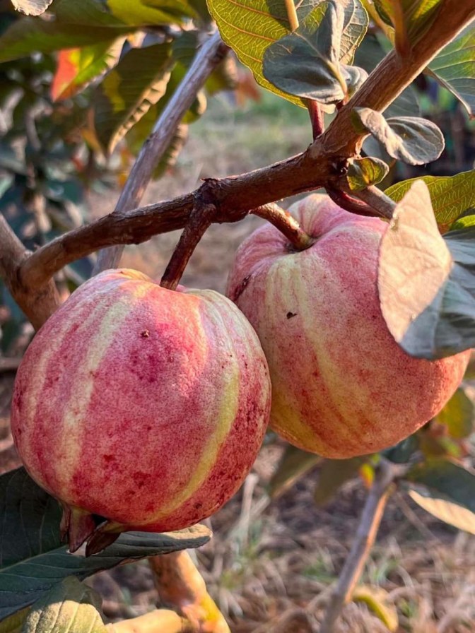 Red Dragon Guava Plant