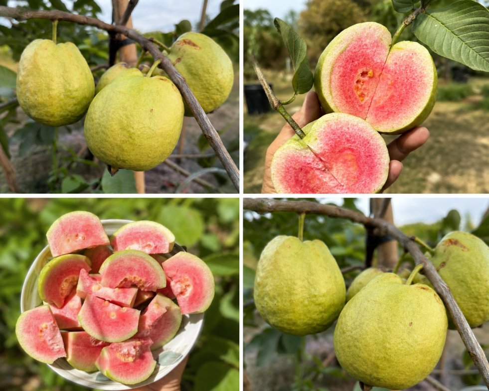 Red King Guava Plant