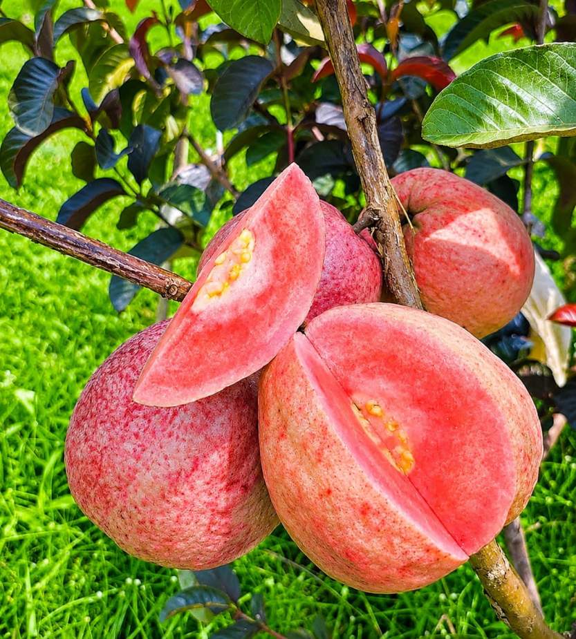 Black Diamond Guava Plant