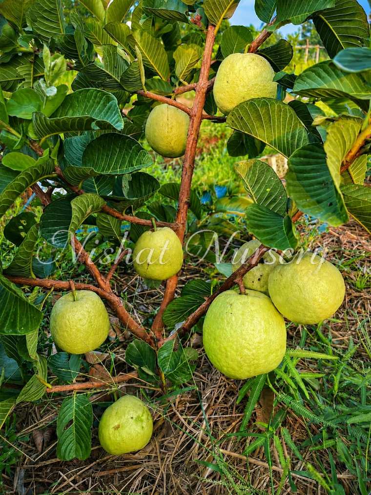 Japanese Red Diamond Guava plant