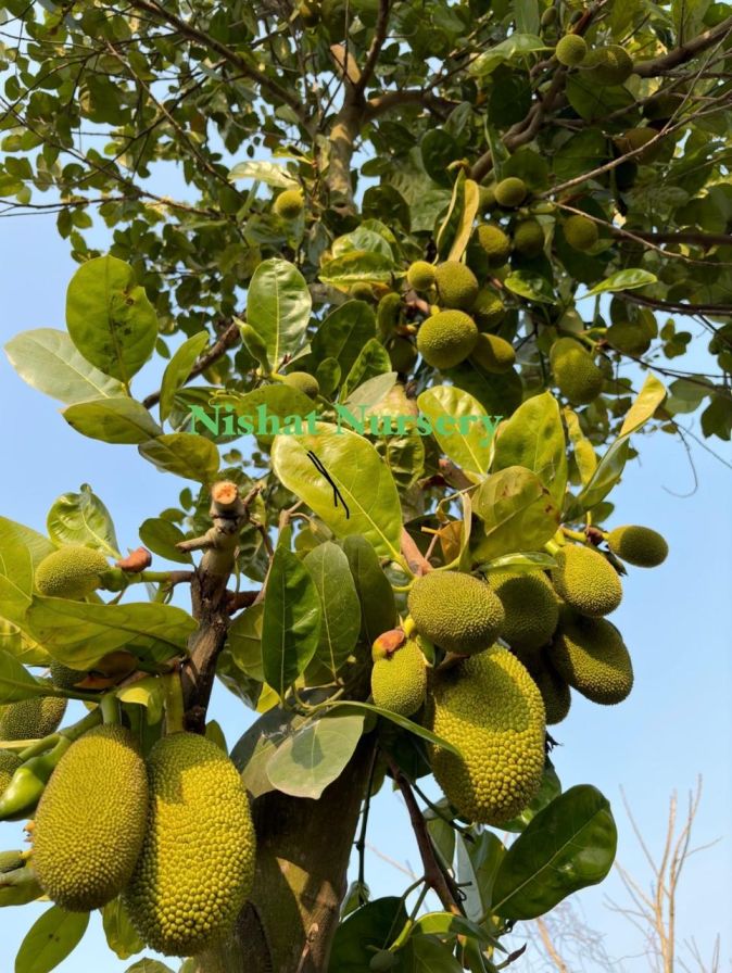 Thai All Time Jackfruit Plant