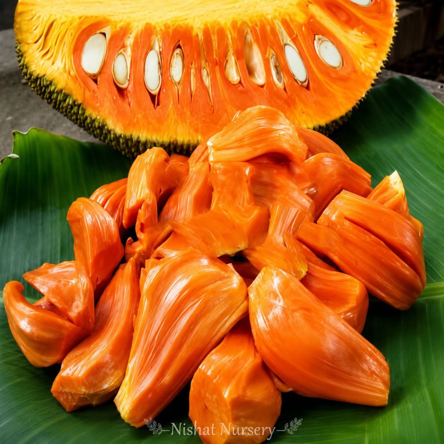 Red Jackfruit Plant