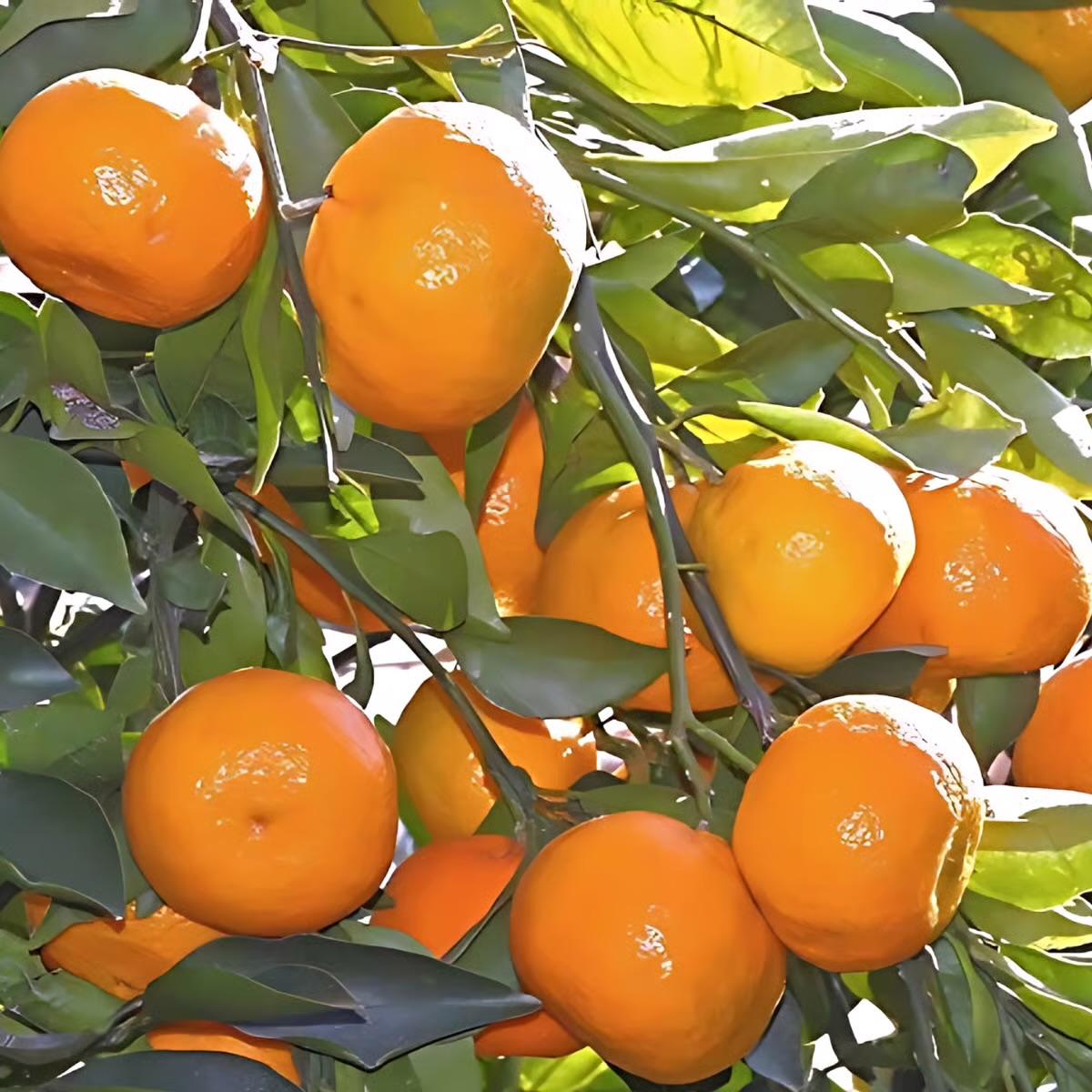 Nagpuri Orange Plant