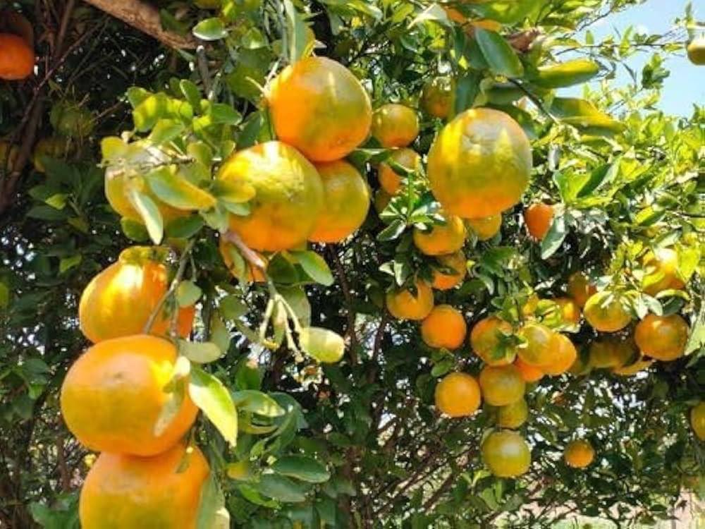 Chatoki Orange Plant
