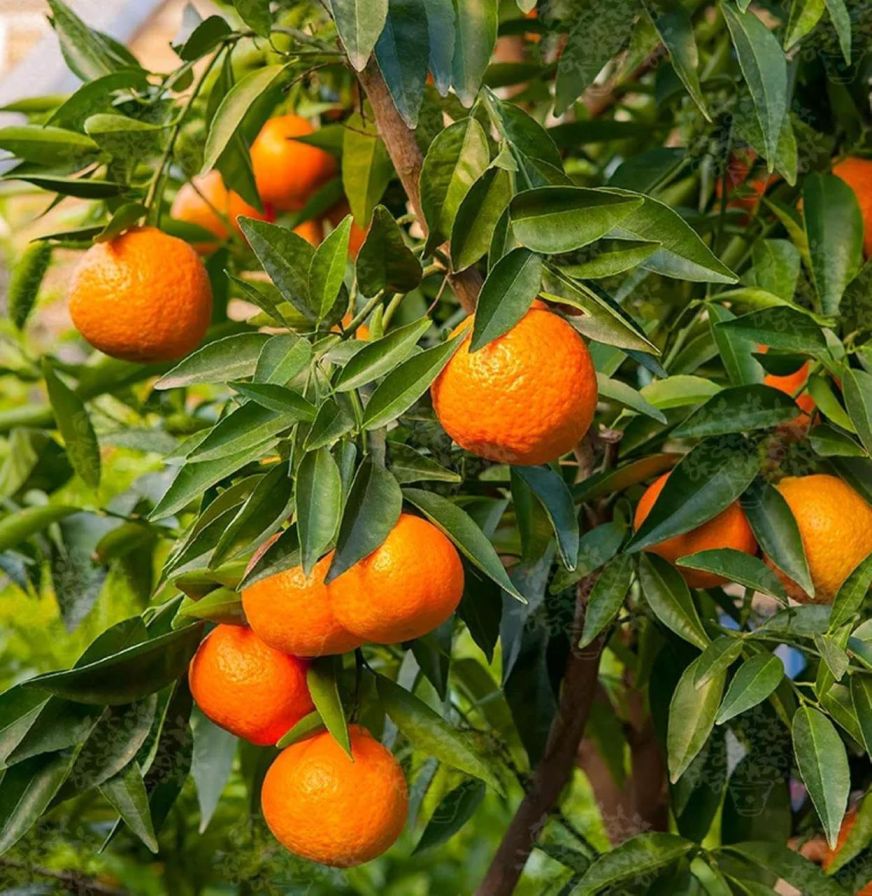 Darjeeling Orange Plant