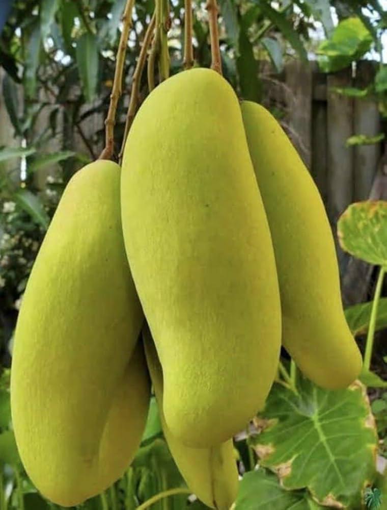 Thai Banana Mango Plant