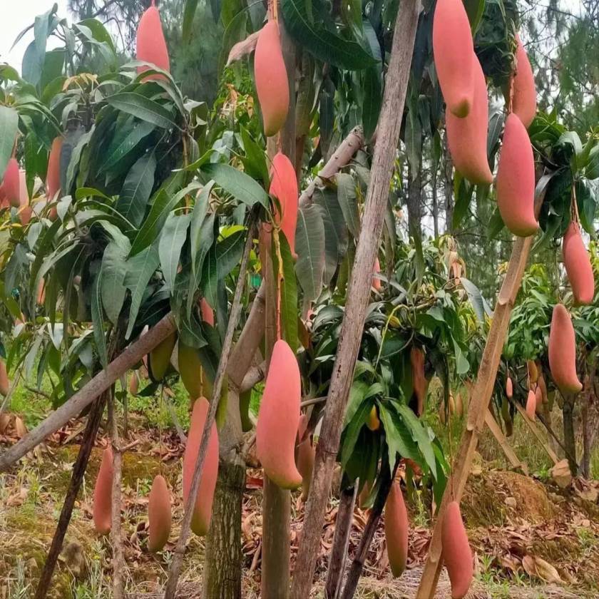 Redivory Mango Plant