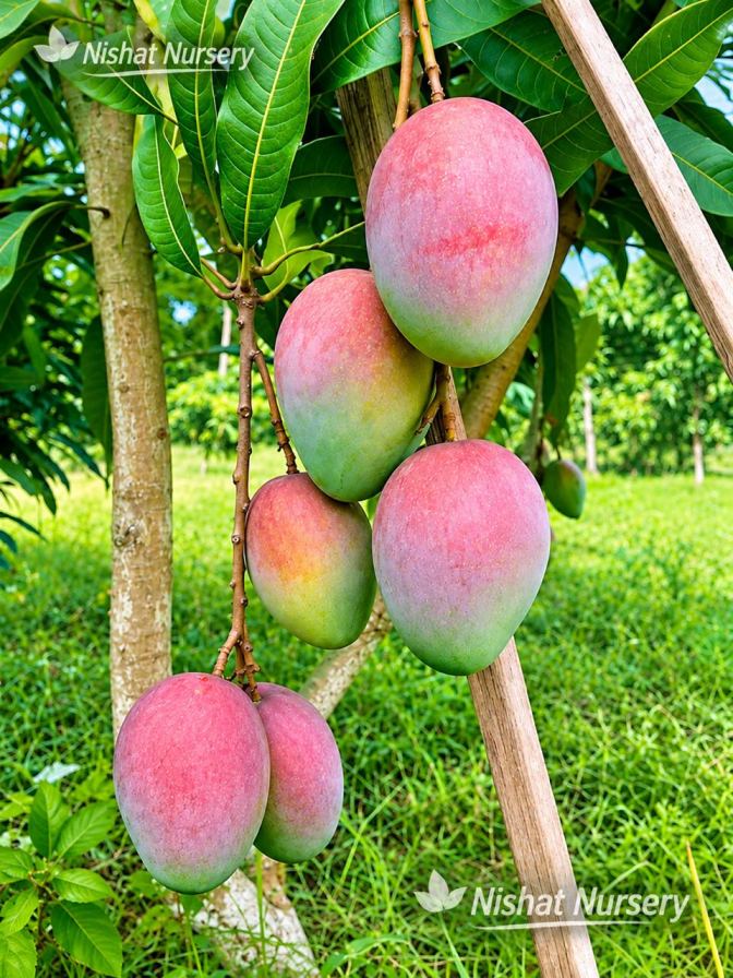 Sensation Mango Plant