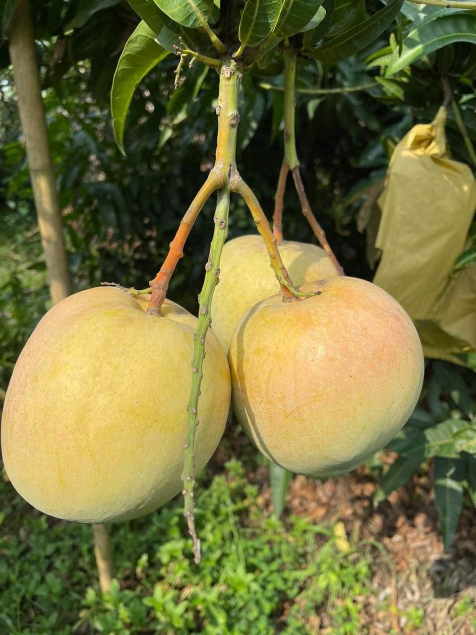 R2E2 Mango Plant