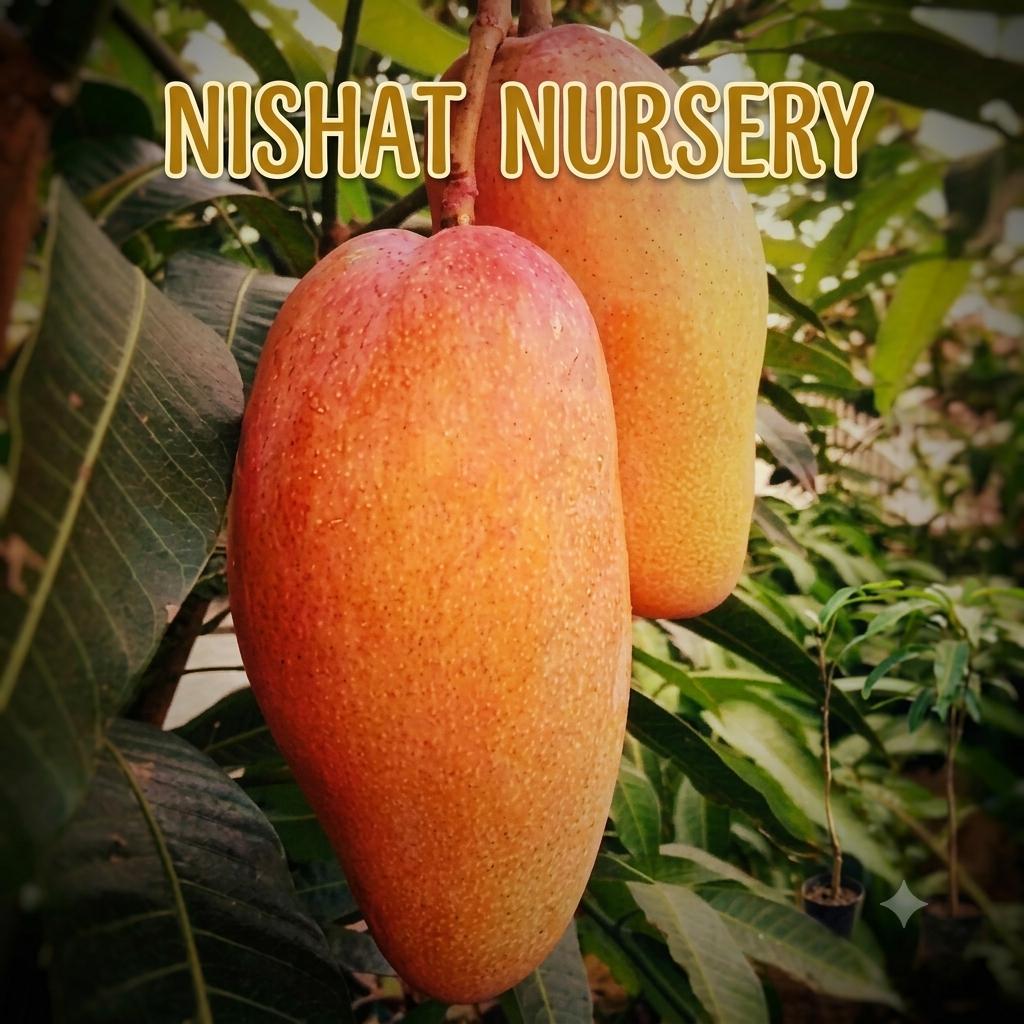 Xi Shi Mango Plant