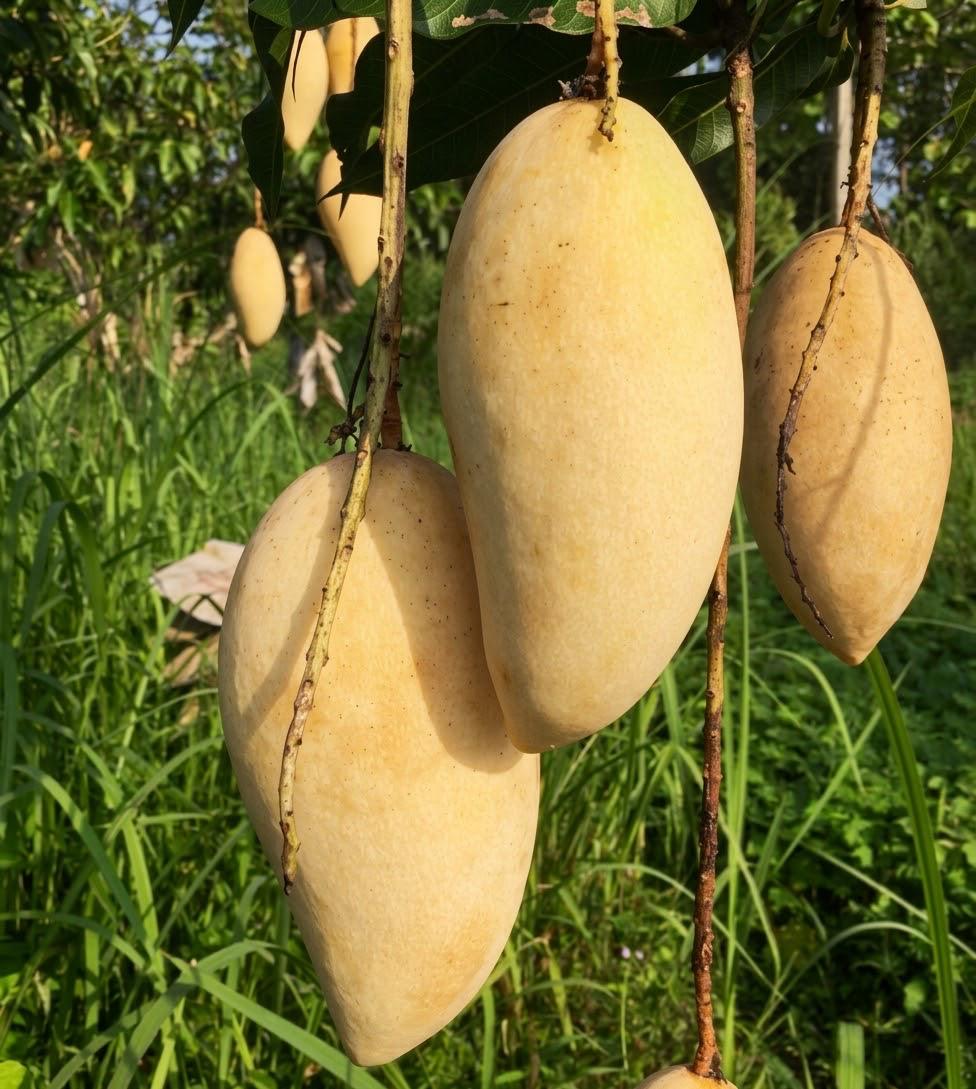 Nam Docmai Mango Plant