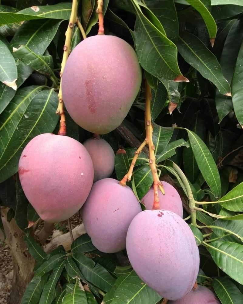 Tommy Atkins Mango Plant