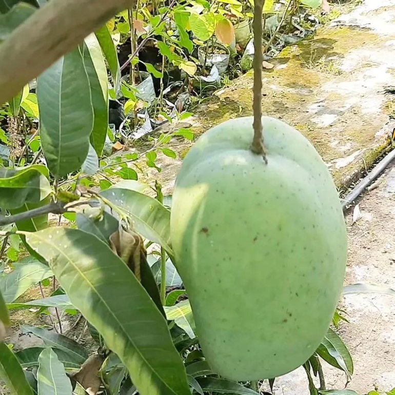 Thai 4kg Mango Plant
