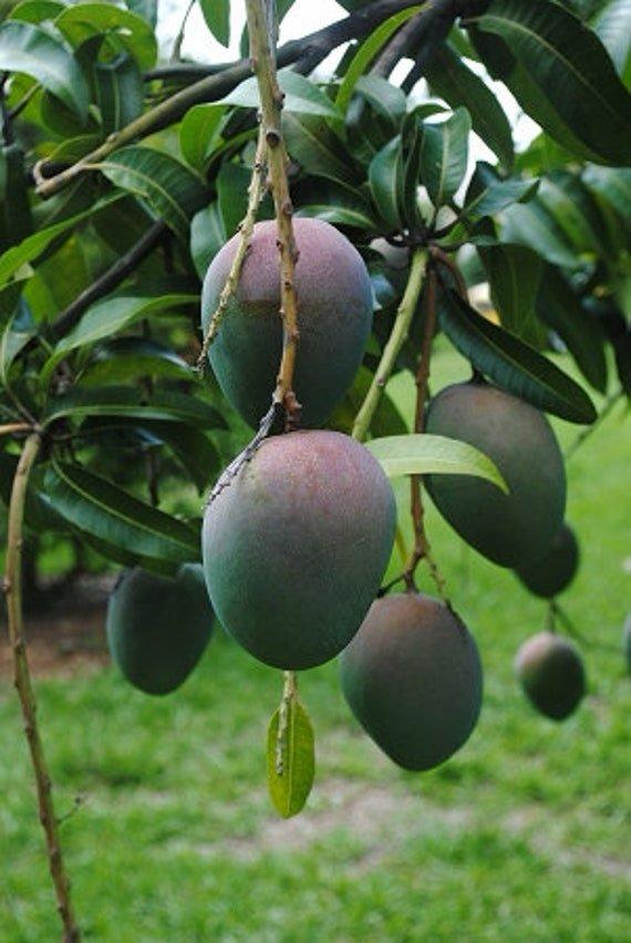 American Kent Mango Plant