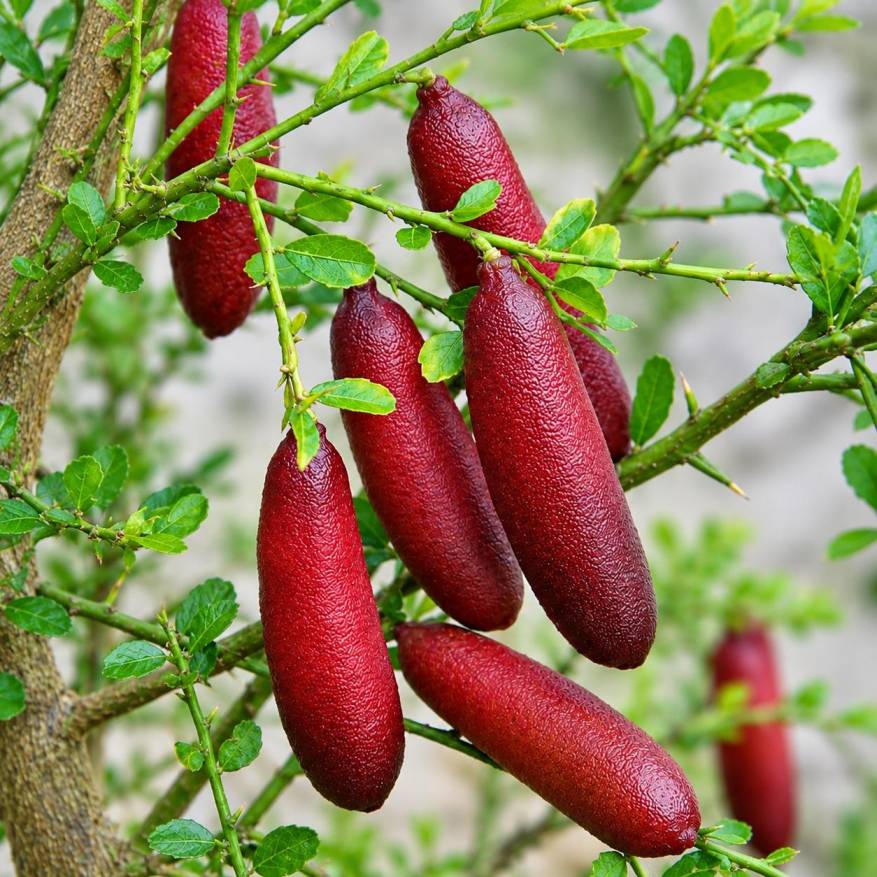 Finger Lemon Plant