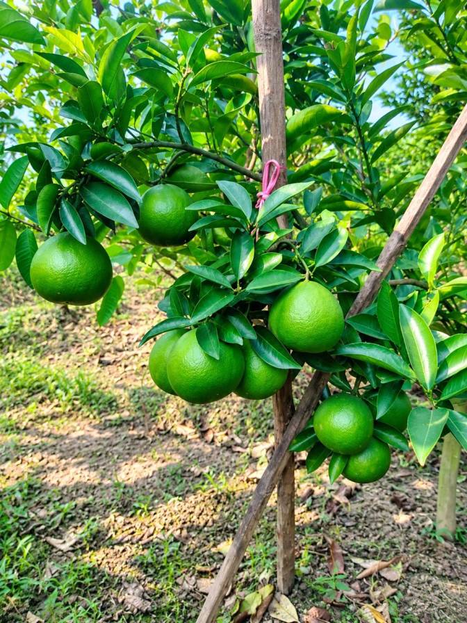 Vietnam Malta Mosumbi Plant
