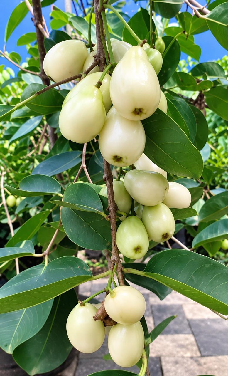 White Jamun Plant