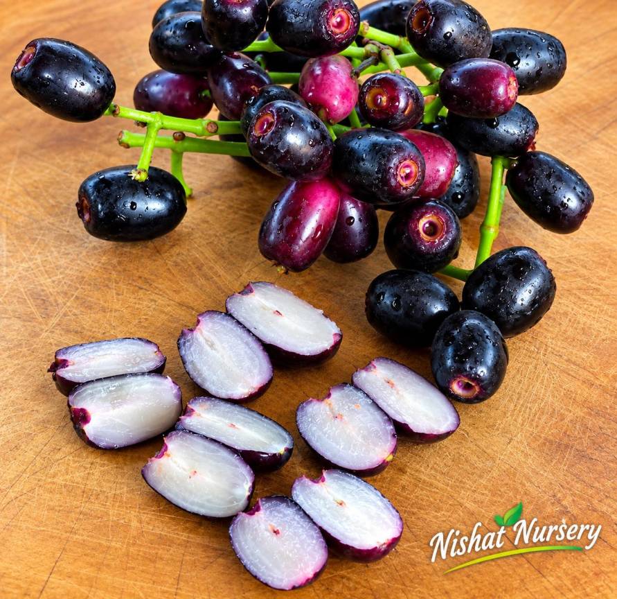 Seedless Black Jamun Plant