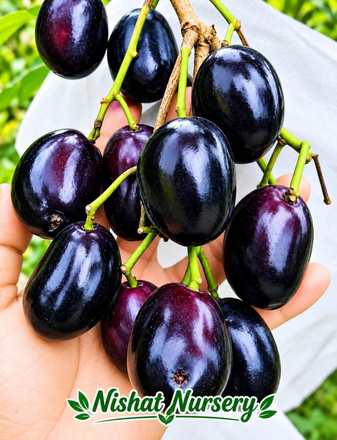 Thai King Black Jamun (Kg10)