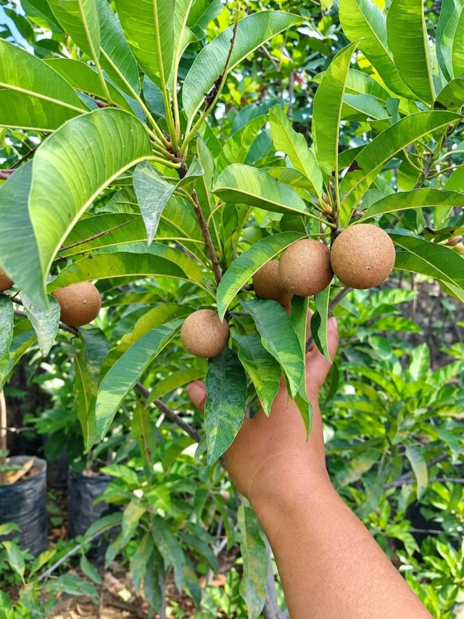 Varigated Chiku Plant