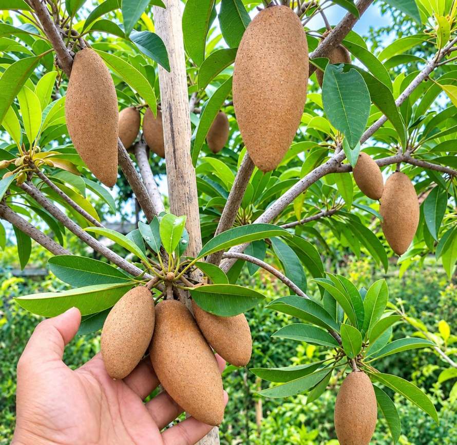 Banana Chiku Plant