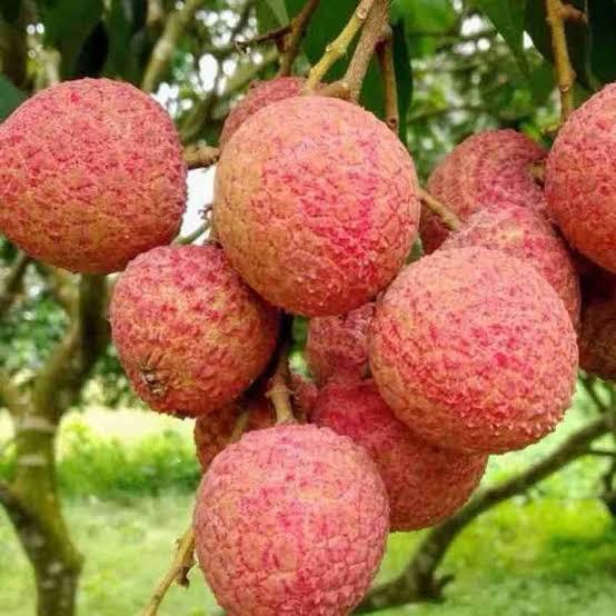 Bombai Litchi Plant