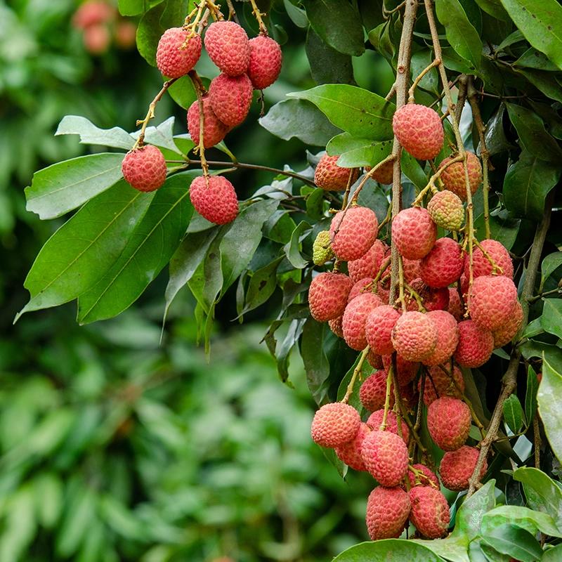 Mojaffarpur Litchi Plant