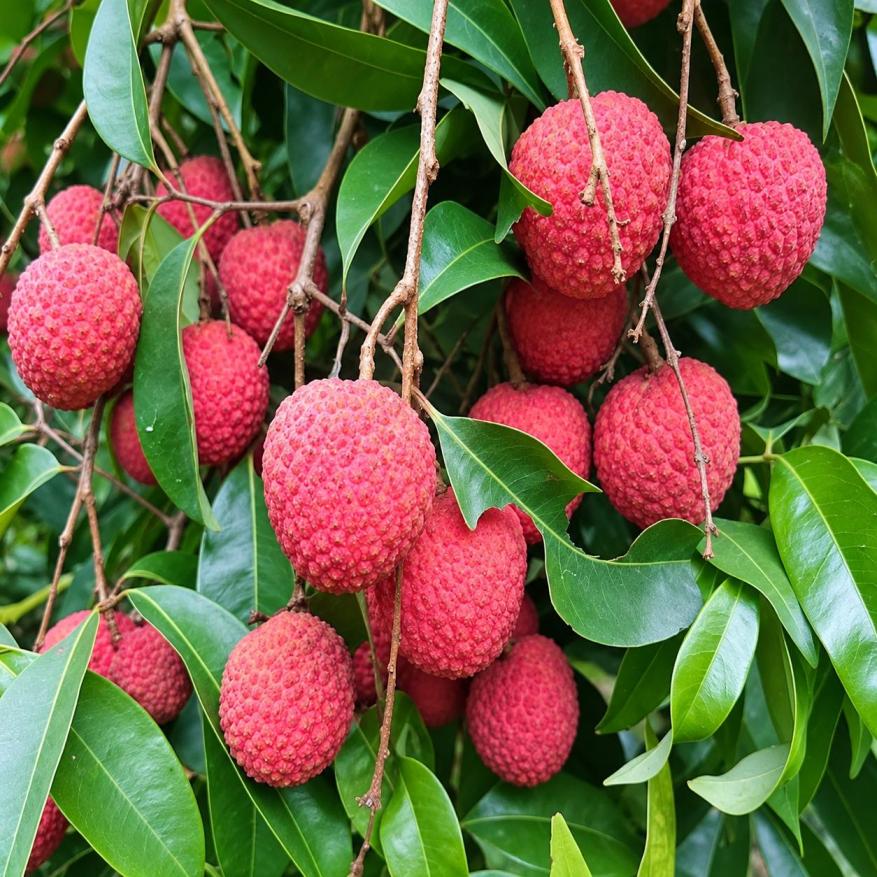 China 3 Litchi Plant