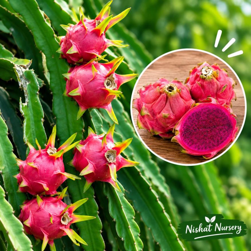Red Dragon Fruit Plant