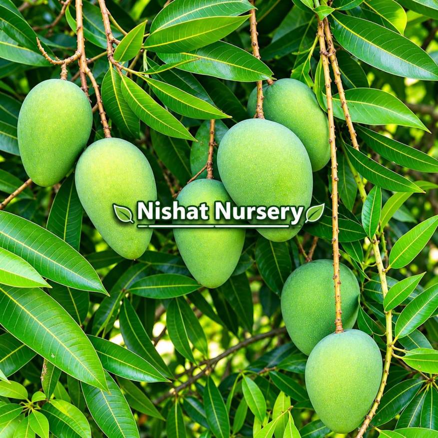 Alphonso Mango Plant