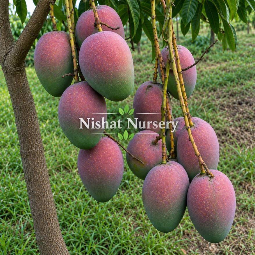 Pusa Pritambar Mango Plant