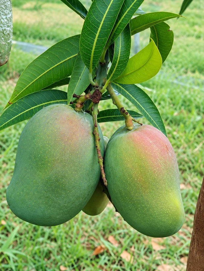 Pusa Suriya Mango Plant