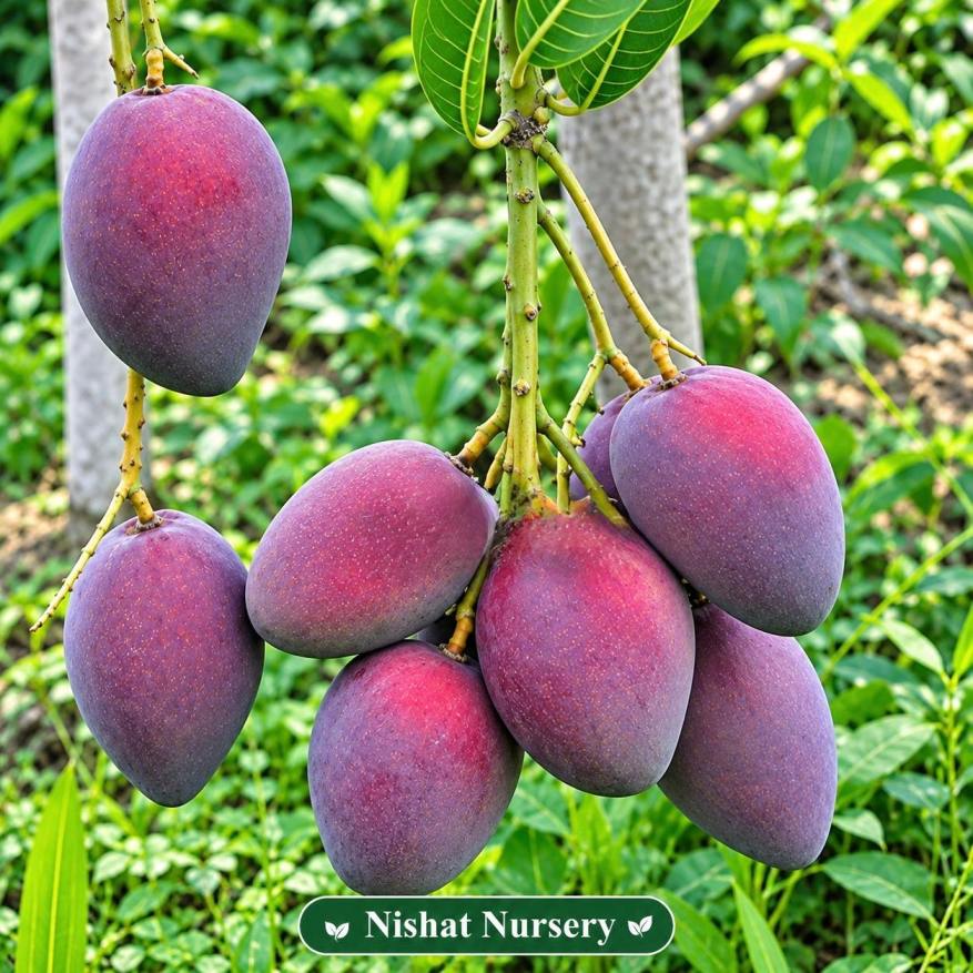 Ambika Mango Plant