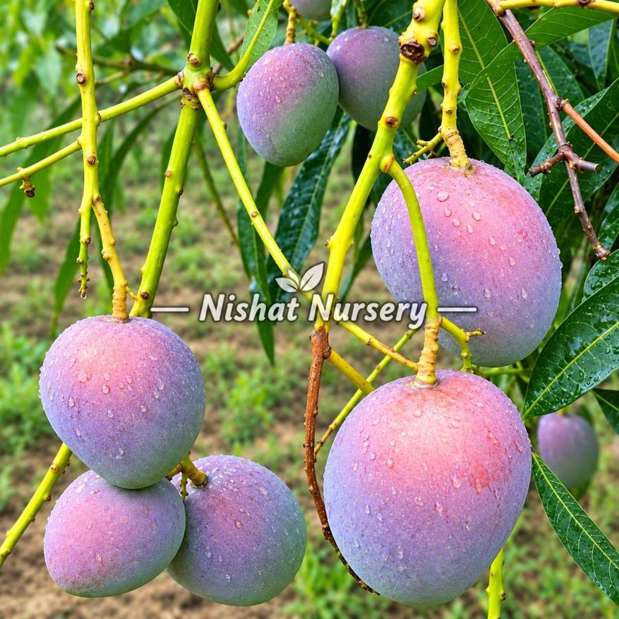 Pusa Arunika Mango Plant