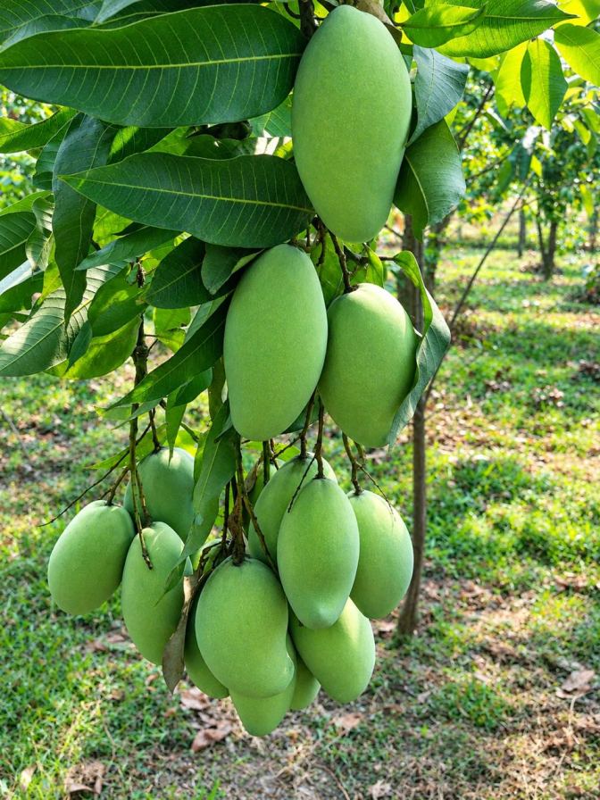 Amropali Mango Plant