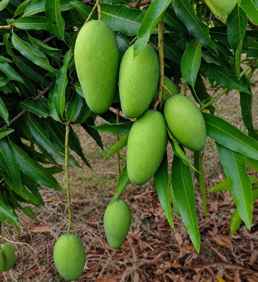 Dashari Mango Plant