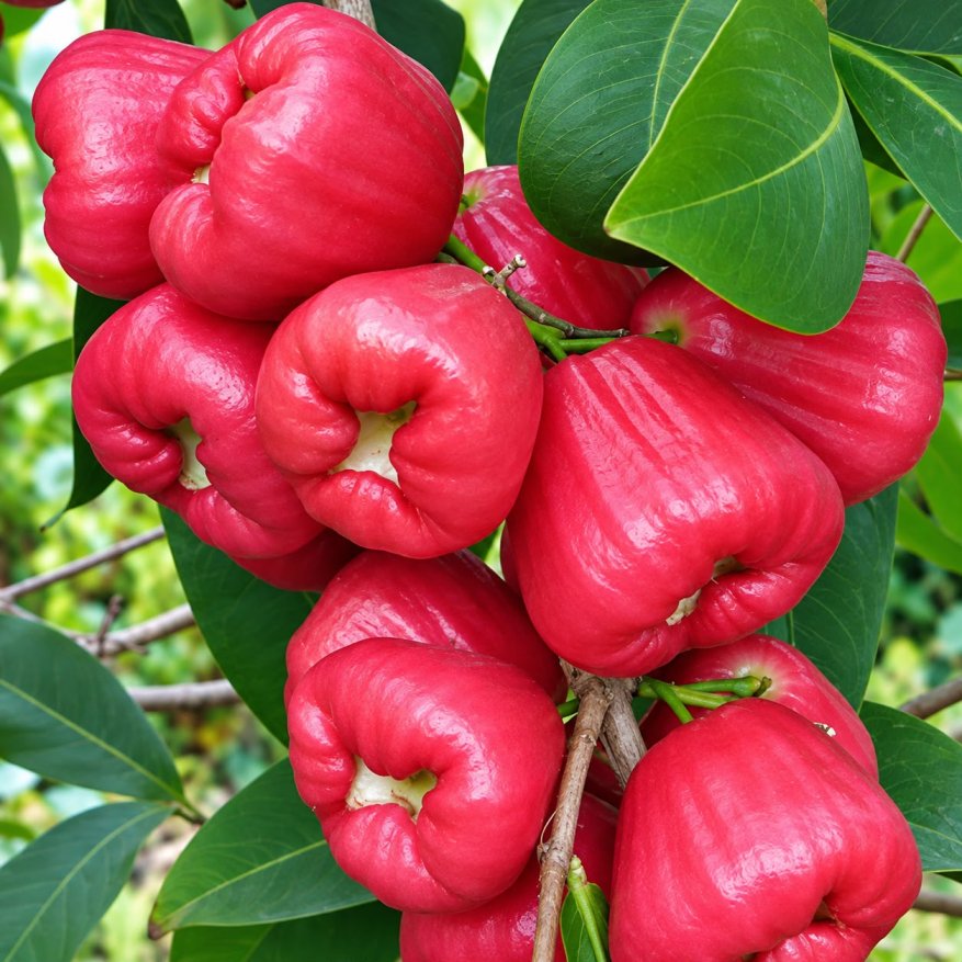 Jambo Rose Water Apple