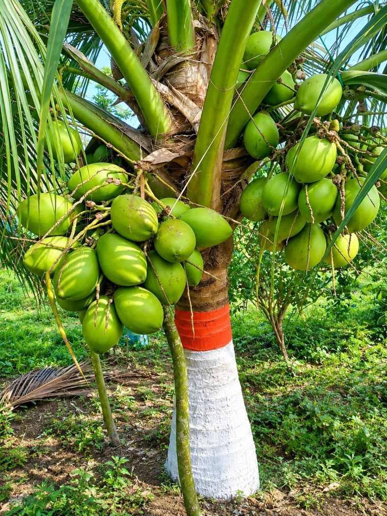 Vietnam Green Coconut Plant