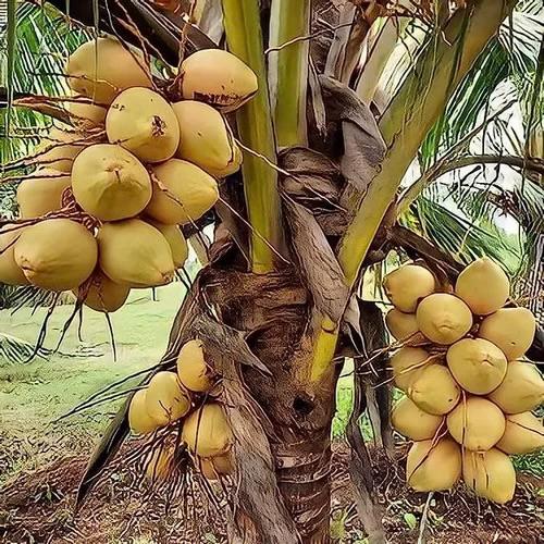 Karalyan Yellow Coconut Plant